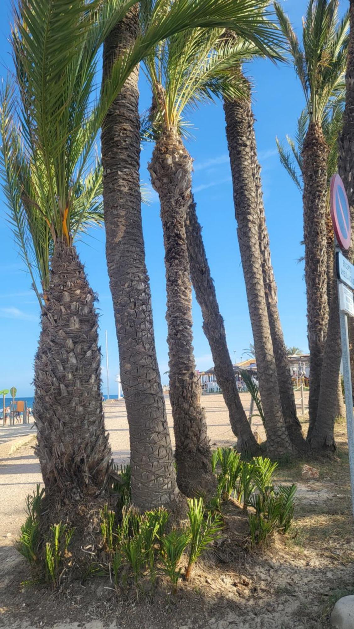 Apartamento Ines, Dehesa De Campoamor,900M From The Sea , Swimming Pool & Tennis Court Exteriör bild